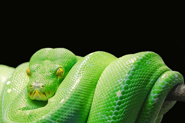 Screenshot of a Python script generating a 4-digit random code using the secrets module