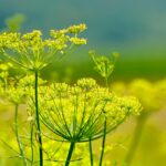 stem and leaf plot software