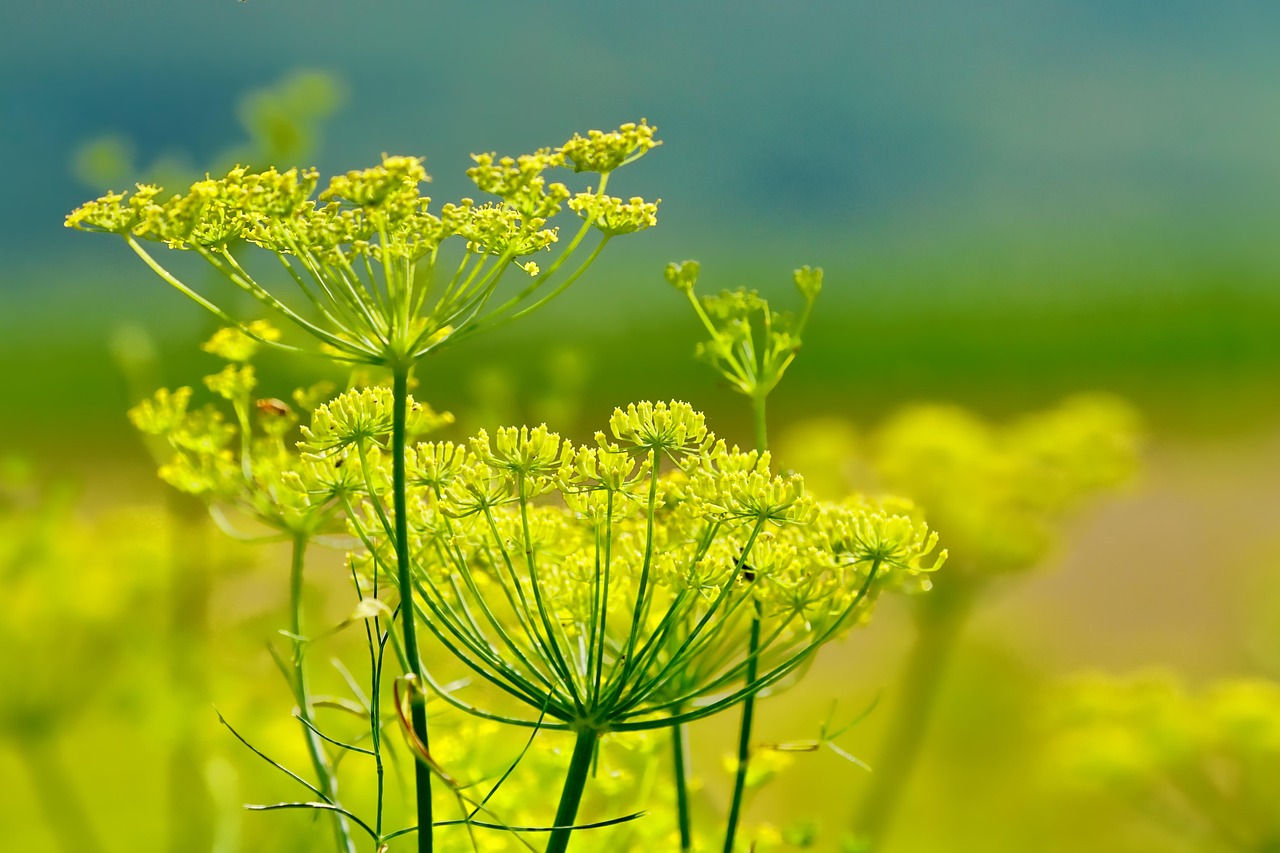 stem and leaf plot software