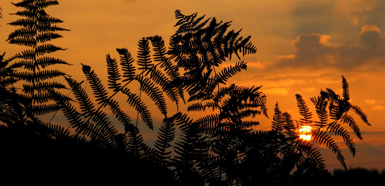 today sunset sunrise